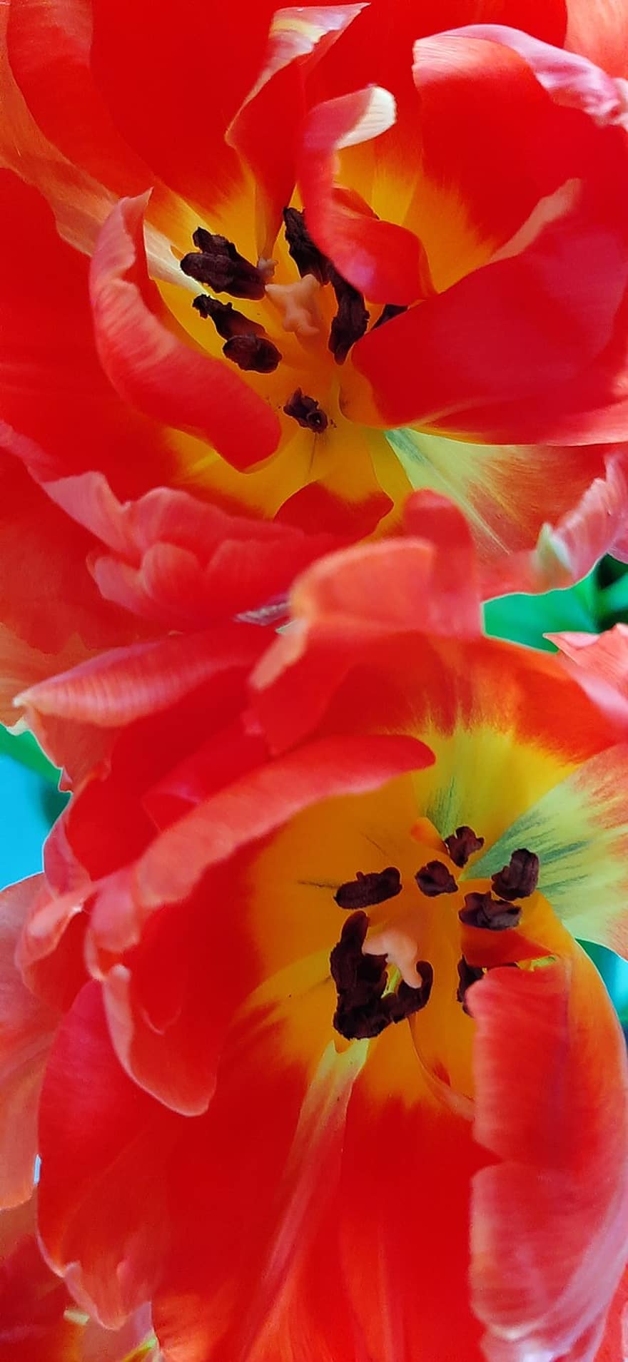 květiny, tulipány, jaro, květ, kytice, botanika, makro, okvětní lístky, detail, rostlina, okvětní lístek