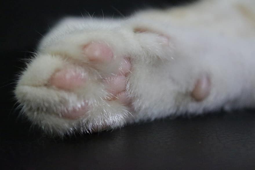 kočka, zvíře, kotě, domácí zvíře, ruka, noha, tlapka, roztomilý