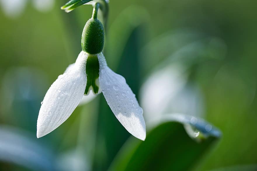Flower, Snowdrop, Early Bloomer, Harbinger Of Spring, Spring, Nature, Flora, Blossom, Bloom, close-up, plant