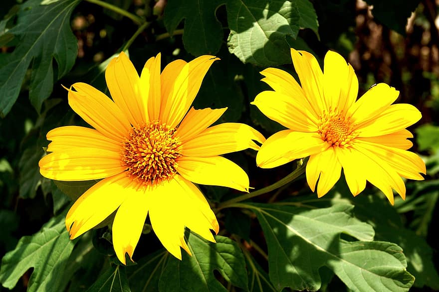 мексиканський соняшник, квіти, Рослина, жовті квіти, пелюстки, цвітіння, листя, природи