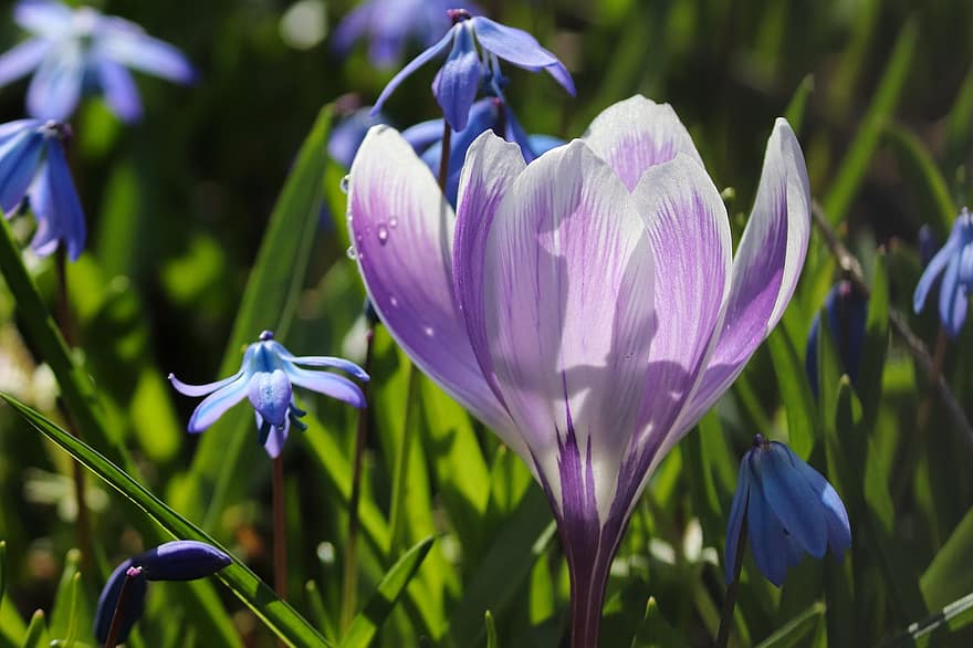 Crocus, Purple Flowers, Flowers, Garden, Nature, Blossom, Bloom, Plants, Spring Flowers, Flora, Beginning Of Spring