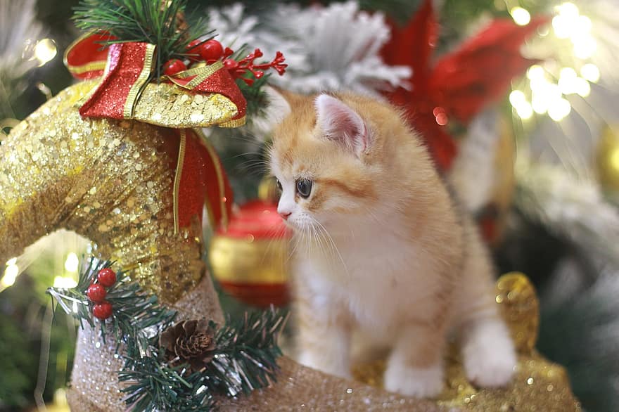 ネコ、ペット、子猫、猫科、動物、クリスマス、毛皮、クリスマスモチーフ、キティ、国内の、飼い猫