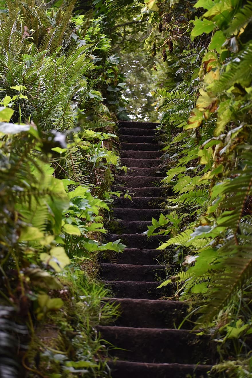 Stairs, Stairway, Path, Green, Leaves, Outdoors