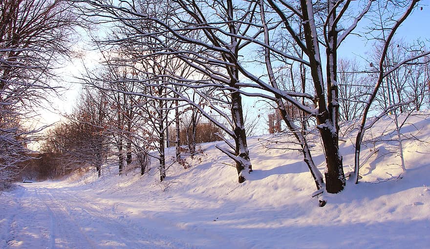 träd, väg, skog, körfält, snö, frost