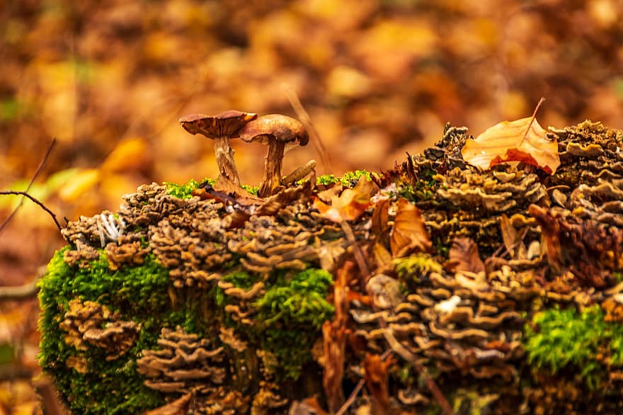 грибы, мох, лес, поганки, высушенные листья, листья, падать, осень, природа
