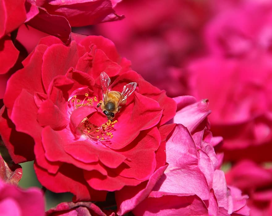 rosa, flor, abella, pol·linitzar, polinització, planta, pètals, Rosa vermella, flor vermella, pètals vermells, florir