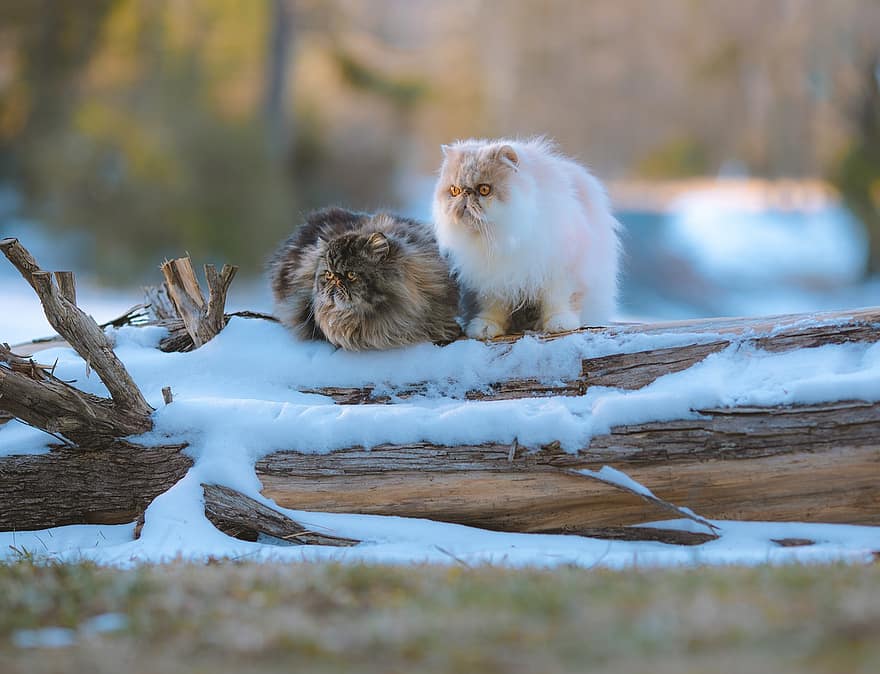 Winter, Perserkatzen, Schnee, Katzen, Natur, Tiere, katzenartig, Haustiere, süß, Hauskatze, Kätzchen