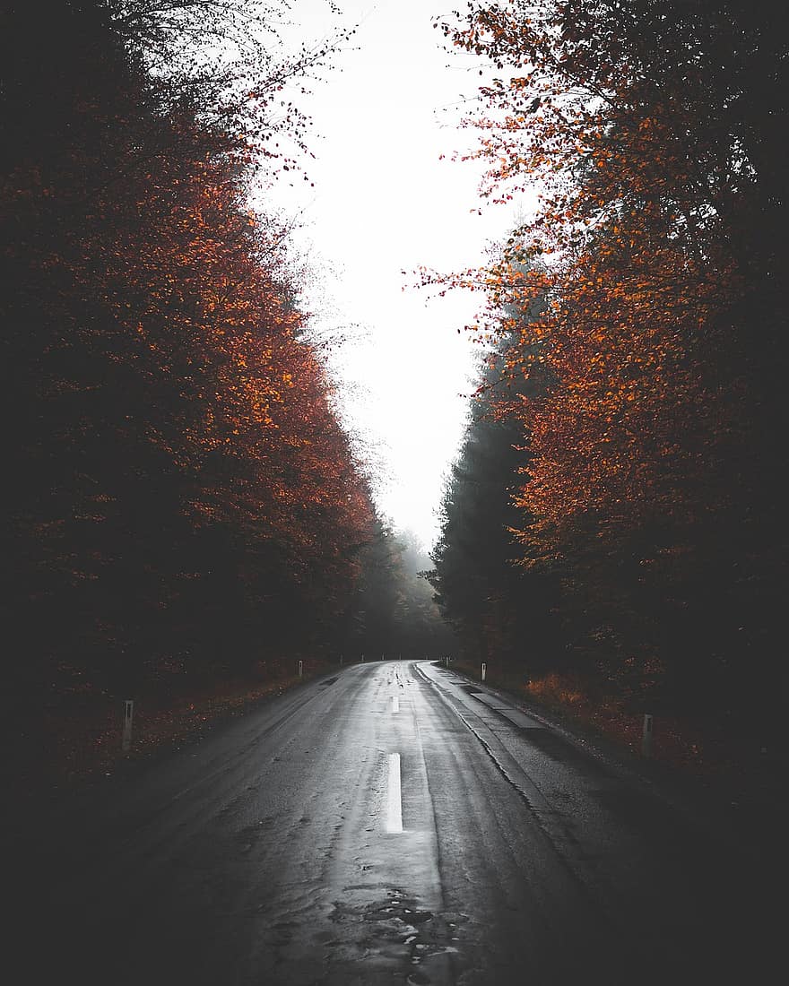 Droga, bruk, drzewa, las, jezdnia, asfalt, jesień, spadek, krajobraz, mgła, zamglenie