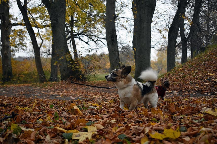 Dogs, Pets, Canine, Animals, Walk, Park, Fur, Snout, Leaves, Mammals, Animal World