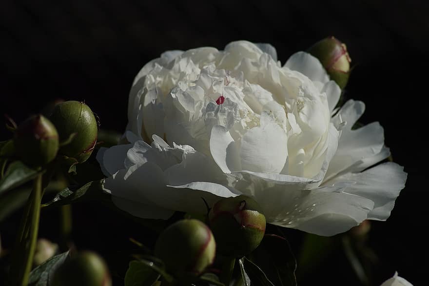 Peony, Flower, Plant, Noble Peony, Asian Peony, Petals, White Flower, Buds, Bloom, Blossom, Flora