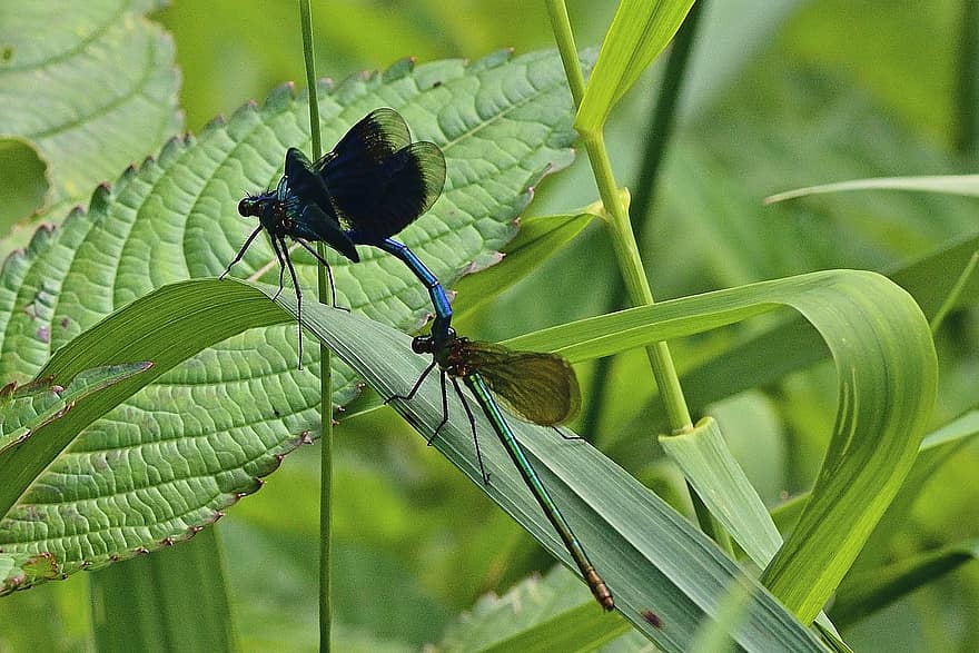 libellen, prachtige libellen, pairing, detailopname, vleugel, insect, natuur, vlucht insect, blauw, zomer, glimmend