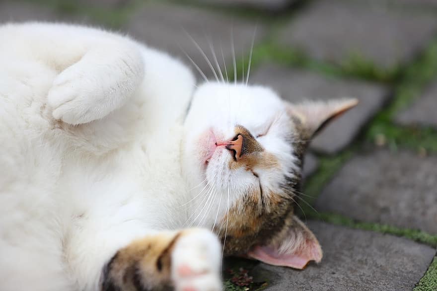 кішка, спати, на відкритому повітрі, полосатий кіт, тварина, домашня кішка, котячих, ссавець, милий, спить