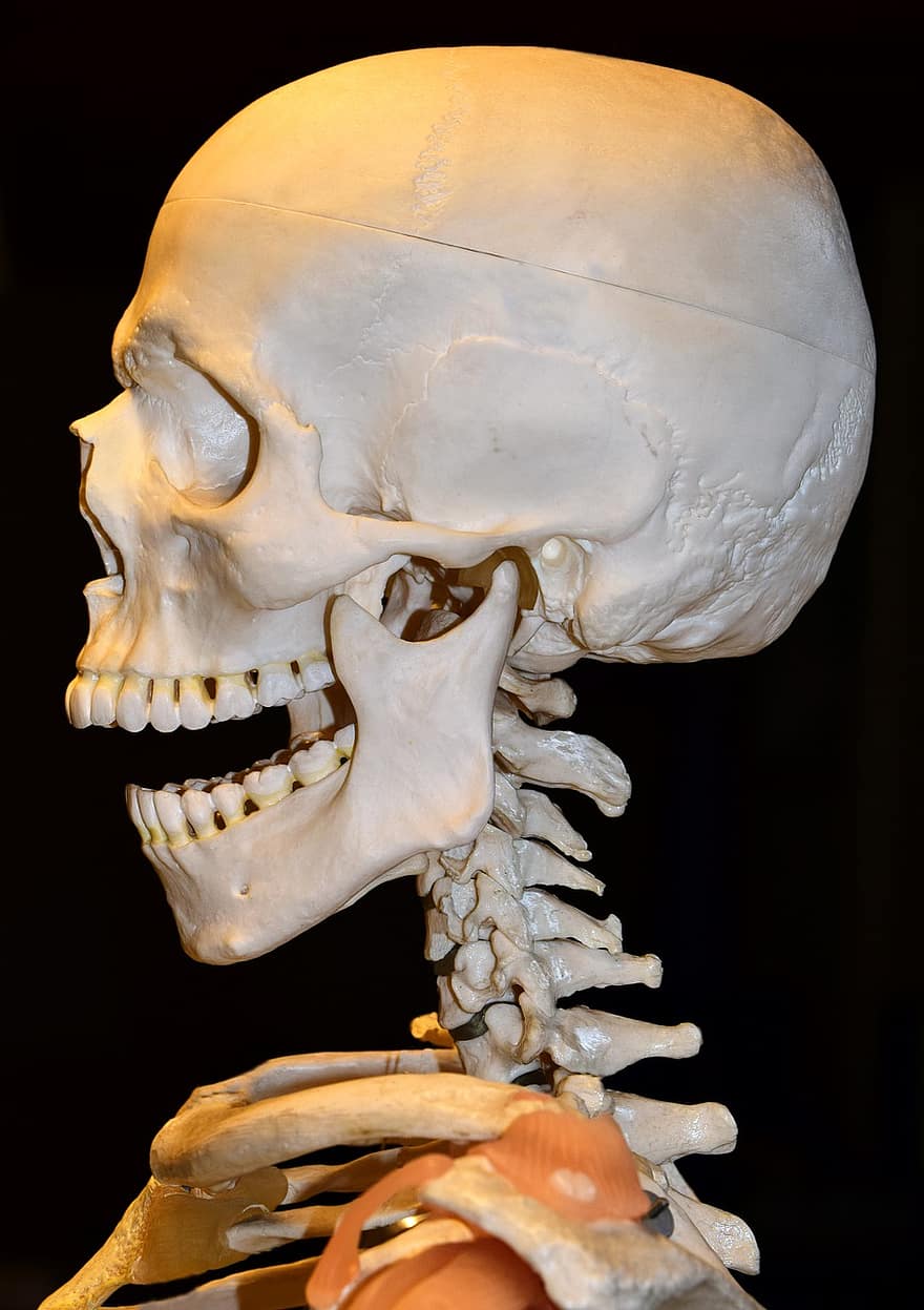 гръбначен стълб, шийни прешлени, бор, мандибула, горна челюст, очни кухини, учебен обект, демонстрация, анатомия, череп, скелет