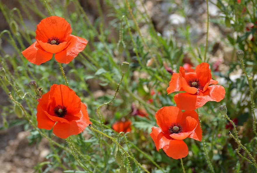 Blumen, rote Mohnblumen, rote Blumen, Garten, Wiese, Natur, Frühling, Kroatien