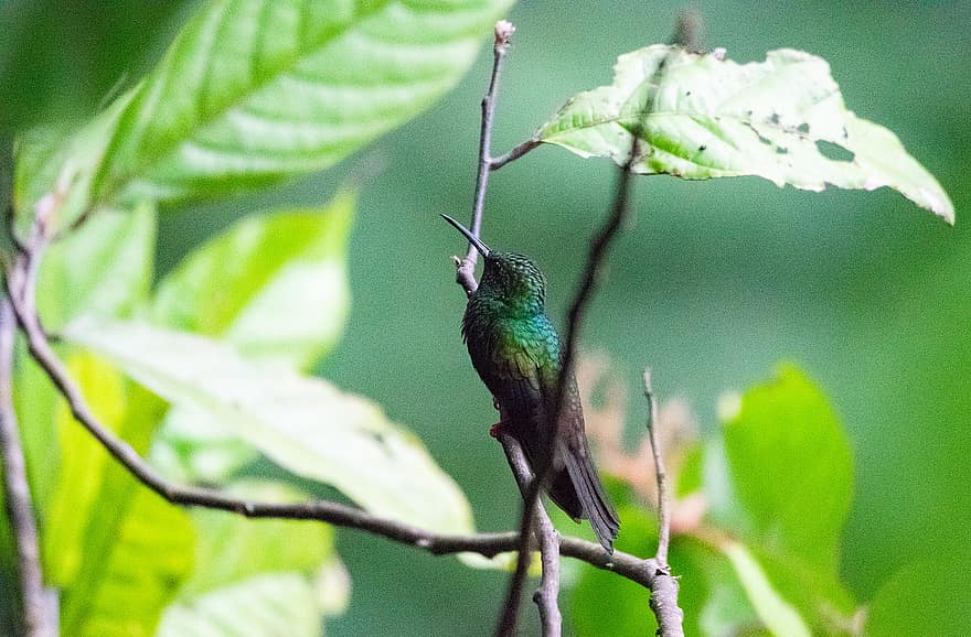 colibrí, pájaro, aviar, ornitología, observación de aves, Costa Rica