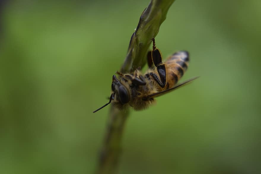 бджола, комаха, крилате комаха, крила, природи, перетинчастокрилі, ентомологія