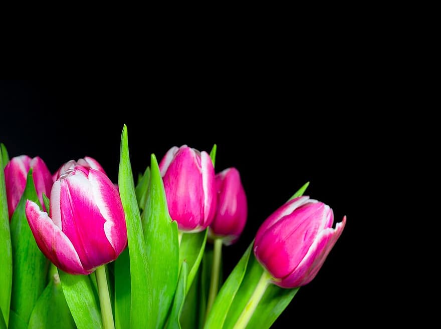 tulipán, csokor, virágok, szirmok, tavaszi, virágos, virágárus, virágzás, virágzik, színes, természet