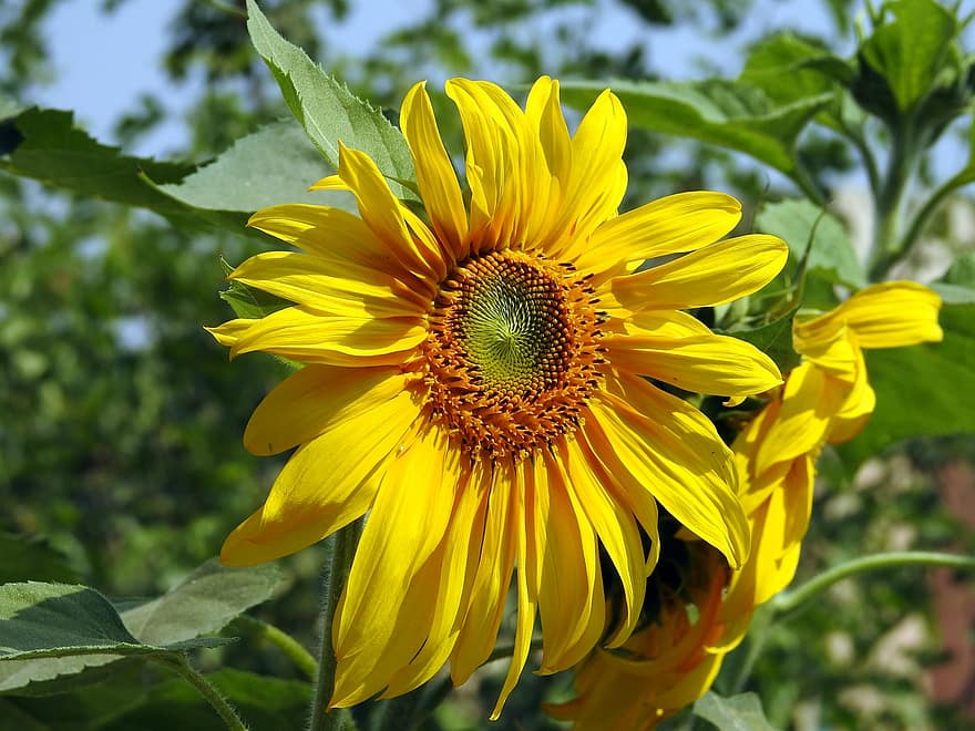 auringonkukat, keltaiset kukat, Tavalliset auringonkukat, tausta, kukoistava, kukka, auringonkukan kenttä, kasvisto, puutarha
