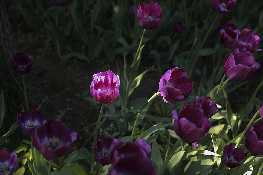 tulipani, fiori, piante, petali, fioritura, parco, flora, primavera, natura, fiore, tulipano