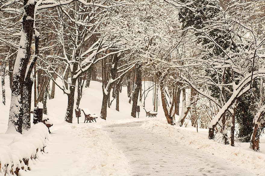 Road, Trees, Snow, Forest, Roadway, Park, Path, Bench, Snowy, Winter, Cold