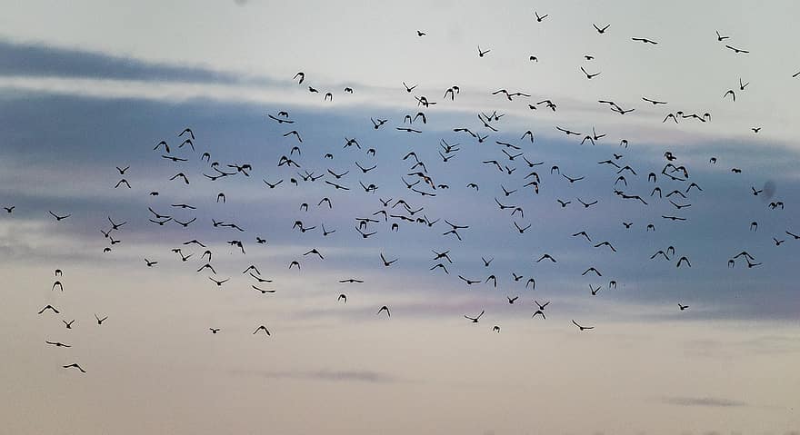 bando de pássaros, aves migratórias, pássaros voando, passarinhos, natureza