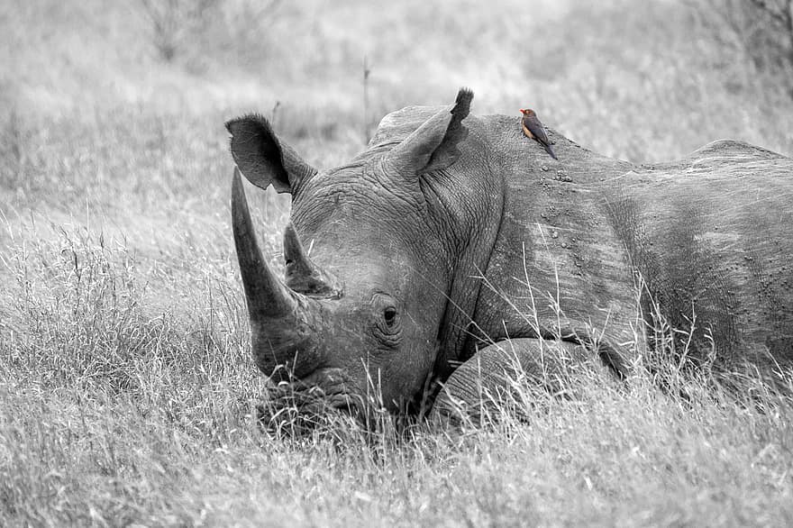 носорог, животное, рога, млекопитающее, зоопарк, большое животное, живая природа, мир животных, природа, пустыня, фотография дикой природы