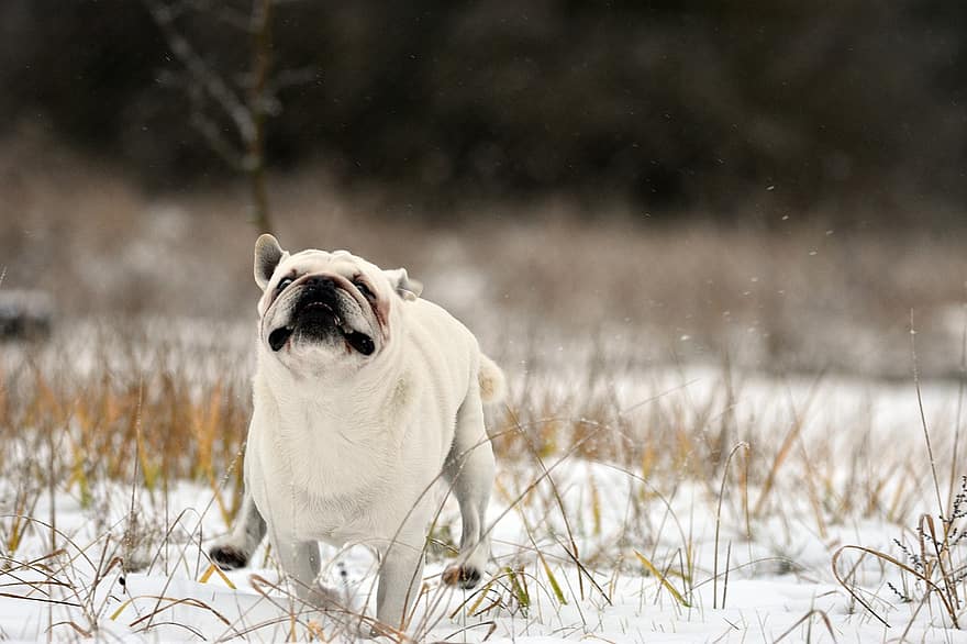 犬、子犬、ホワイトパグ、楽しい、雪、冬、コールド、走る、草、フローズン、後背位