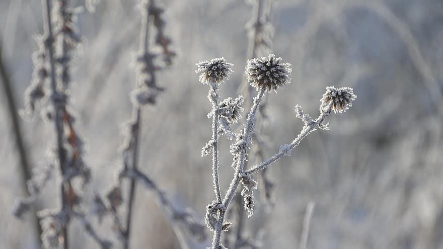 หนาม, ที่ทำให้แข็ง, น้ำค้างแข็ง, ปกคลุมไปด้วยเปลือก, ฤดูหนาว, พืช, แช่แข็ง, Echinops, หนาวจัด, คราบนำ้ค้างแข็ง, หิมะ