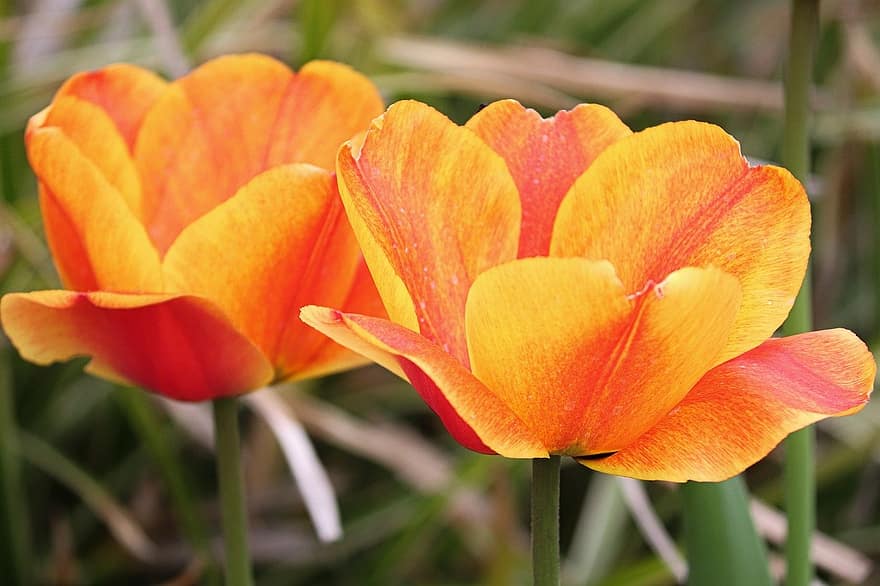 tulipanes, las flores, planta, pétalos, campo, jardín, flor, floración, Flores de primavera, naturaleza, de cerca