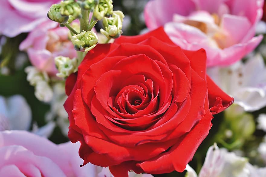 роза, цъфна роза, цвете, букет, листенца, розови листенца, цвят, разцвет, червен, растение, флора