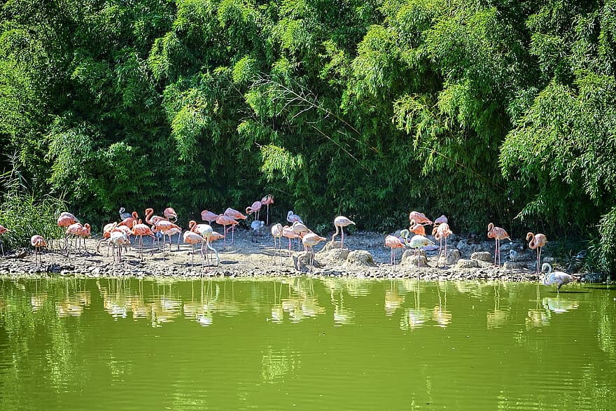 фламинго, езерце, Франция, парк, Villars ле dombes