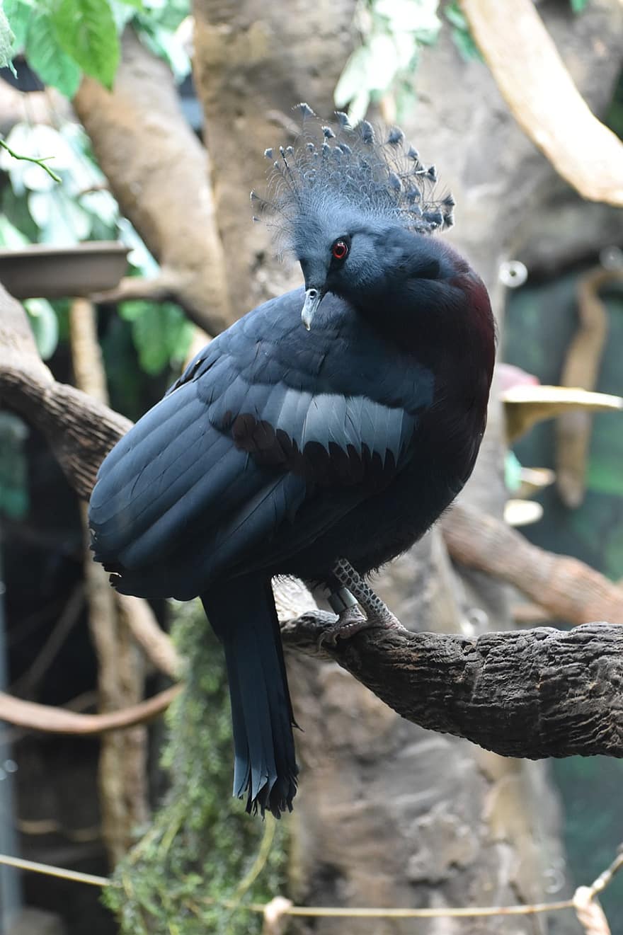 Porumbel Încoronat Victorie, Portretul unei păsări, excelență, perfect, lovitură de cap, magnific, grădină zoologică, Herman Park zoo, animal, unu, singur