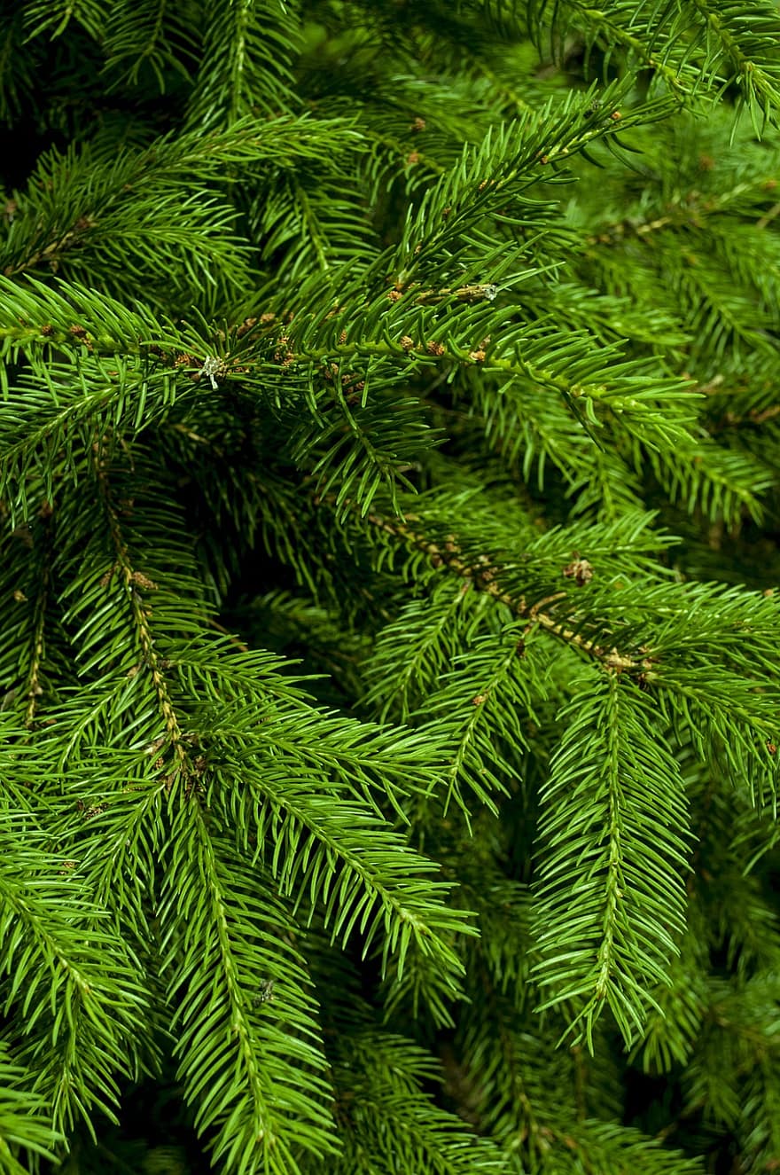 pin, Brad de Crăciun, pădure, copac, Crăciun, verde, natură