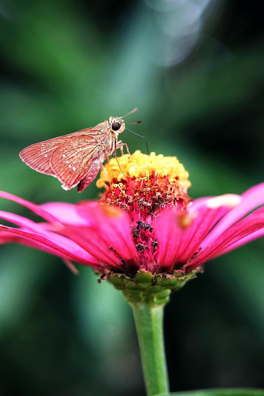 blomst, sommerfugl, pollinering