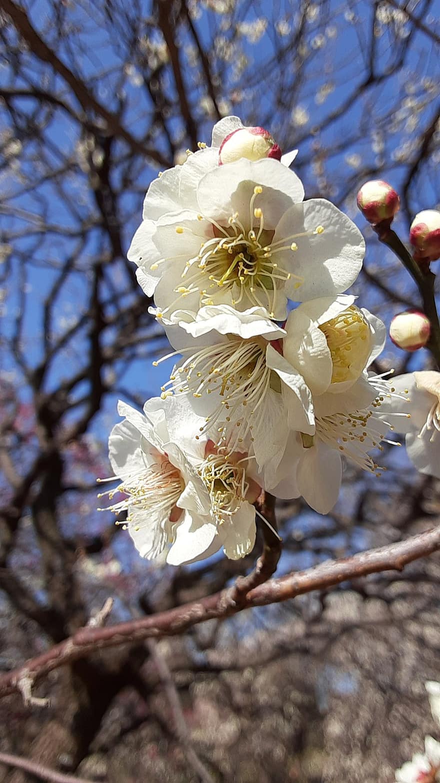 pruim bloeit, witte bloemen, de lente, Japan, bloemen, bloem, detailopname, bloemhoofd, tak, bloemblad, lente