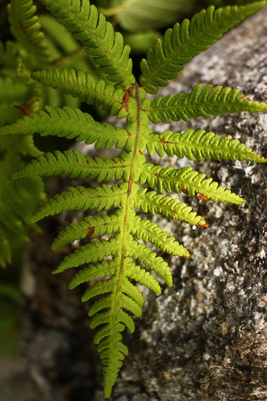 foglia, fogliame, albero, cespuglio, piante, natura