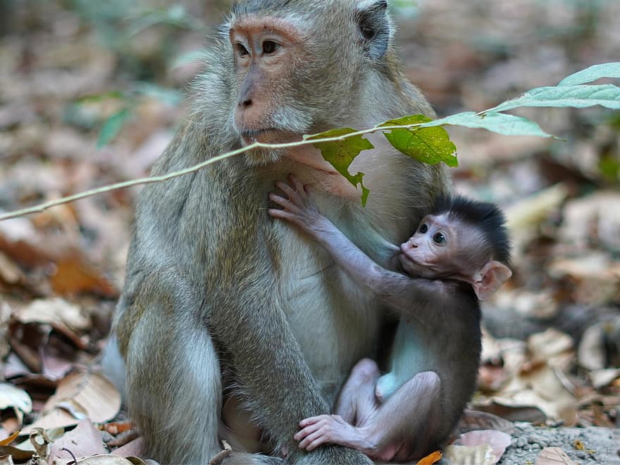 ape, baby ape, mor, dyr, primater, baby dyr, amming, dyreliv, primat, søt, macaque
