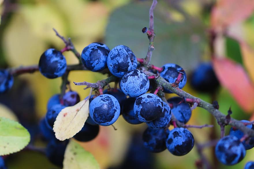 Berries, Sloes, Blackthorn, Prunus Spinosa, Schlehendorn, Heckendorn, Steinobstgewaechs, Prunus, Bush, Schlehenbeeren, Fruit