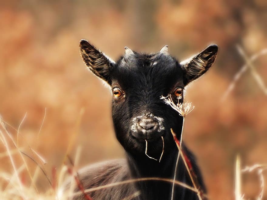 Goat, Nigerian Dwarf Goat, Animal, Farm Animal, Livestock, Fall, Mammal, Ungulate, farm, cute, grass