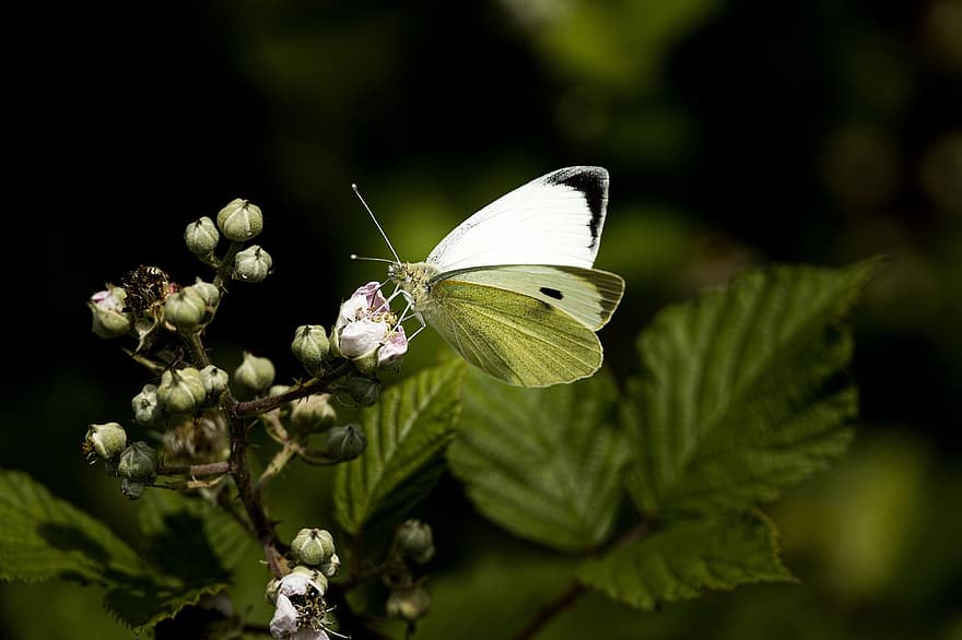 motýl, zblízka, hmyz, Příroda, zvíře, křídlo, makro, květ, letu hmyzu