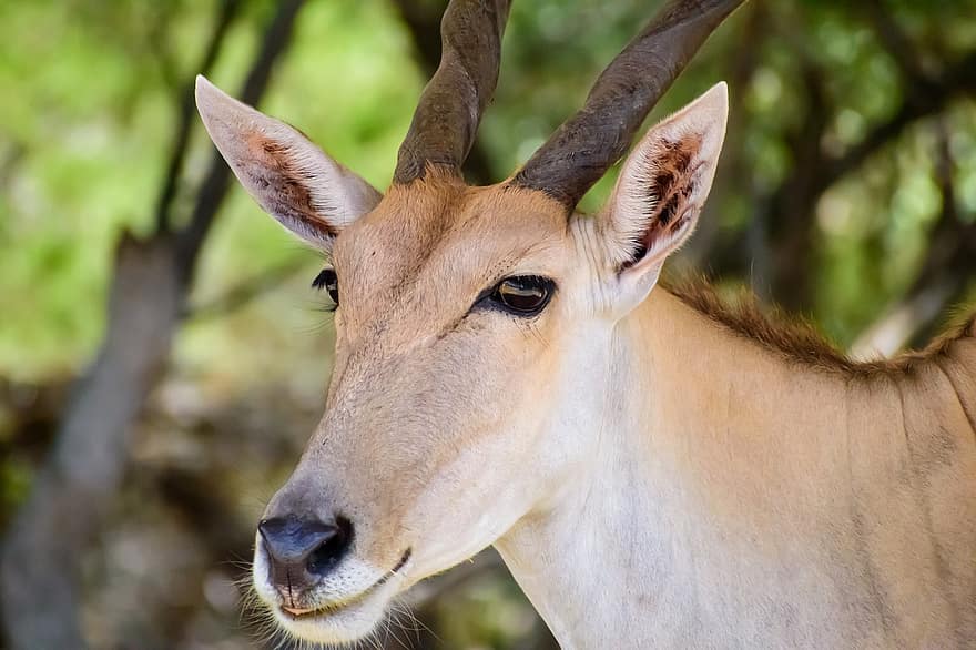 oryx, antilope, impala, hjort, gazelle, horn, dyr, natur, safari, vill, pattedyr