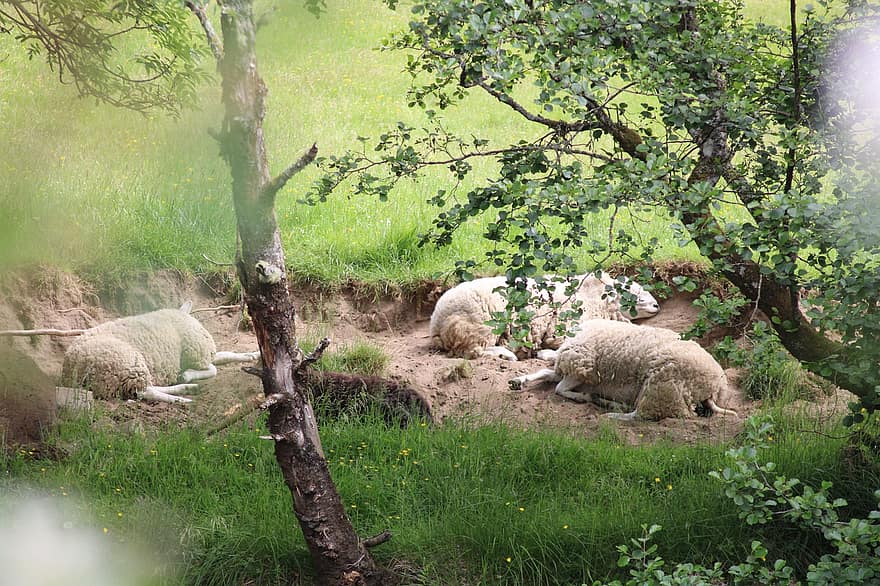 domba, wol, kawanan, sedang tidur