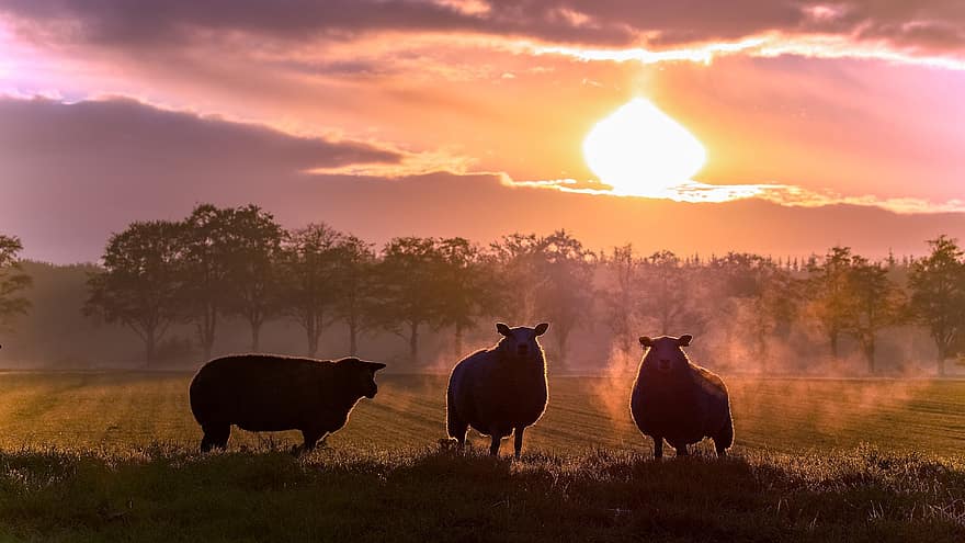 Schaf, Bauernhof, Sonne, Vieh, Schafzucht, Tierhaltung, Silhouetten, Hintergrundbeleuchtung, Felder, Landwirtschaft, Sonnenuntergang