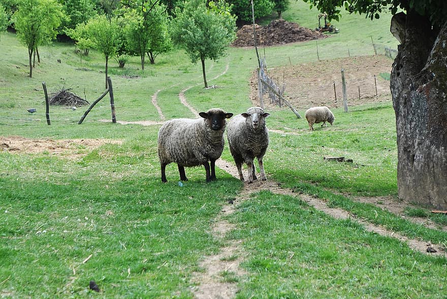những con cừu, gia súc, động vật có vú, động vật, Cừu nhà, động vật nhai lại, móng guốc, phong cảnh, Thiên nhiên, đồng cỏ, đất đồng cỏ