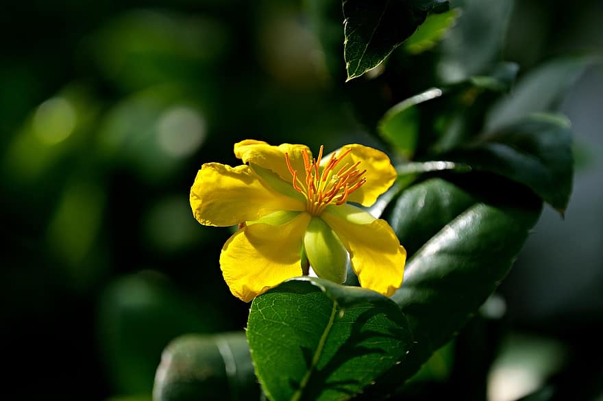 bunga, Ochna Serrulata, berkembang, botani, mekar, alam, kelopak, pertumbuhan, makro, menanam, taman