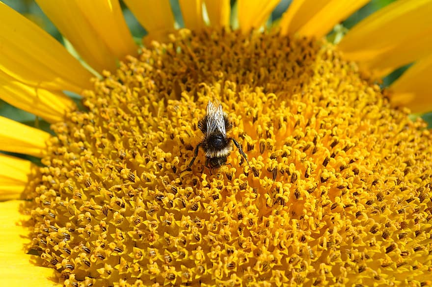 ひまわり、蜂、バンブルビー、花粉、受粉、黄、昆虫、自然、工場、花びら、フローラ