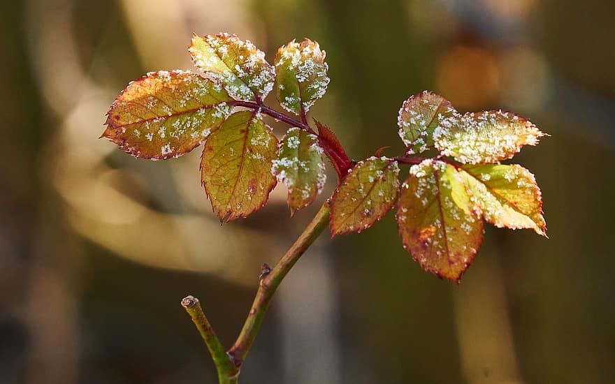 Plant, Flower, Nature, Flora, Frost, Morning Sun, End Of Winter, leaf, close-up, autumn, season