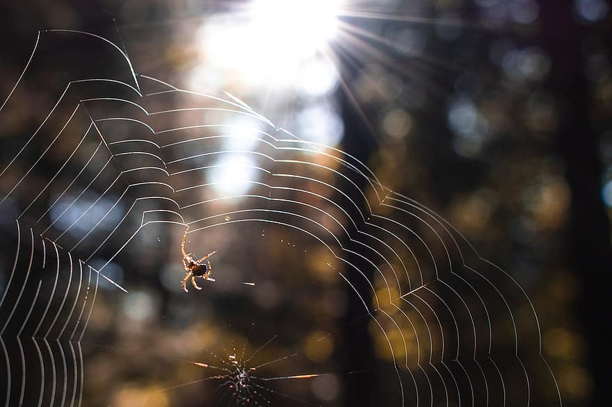 edderkopp, web, natur, insekt, morgen, spindelvev, regn, nettverk, skummel, dugg, sove
