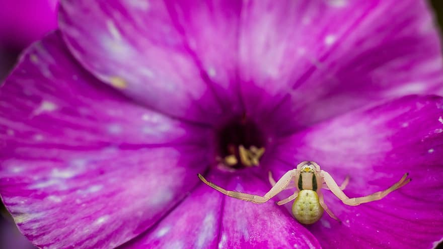 краб паук, цветочный паук, цветок, паукообразный, розовый цветок, завод, природа