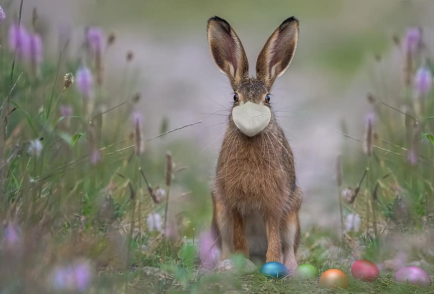 lễ Phục sinh, thỏ rừng, mặt nạ, ffp2, trưng Phục Sinh, trứng, trứng màu, thỏ Phục Sinh, Con thỏ, thú vật, virus corona